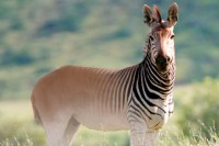 /album/animales-extintos/cabra-jpg/
