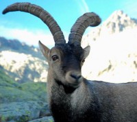 /album/animales-extintos/cabra1-jpg/