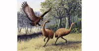 /album/animales-extintos/stephanoaetus-mahery-jpg/
