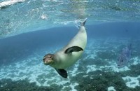 /album/animales-extintos/imagenes-foca-monje-9ba94844-jpg1/