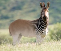 /album/animales-extintos/quagga-fs-jpg1/