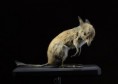 /album/fotogaleria/animales-extincion22-jpg/