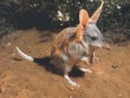 /album/fotogaleria/animales-extincion142-jpg/